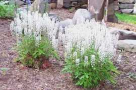 bkperennials.com Tiass