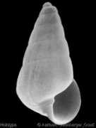 gastropods.com Tiberia