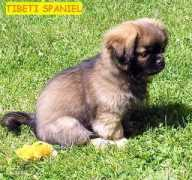 Tibeti