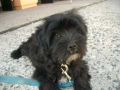 Tibeti
