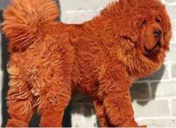 Tibeti