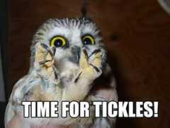 funlol.com Tickle