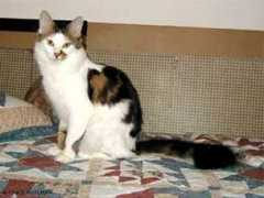 chats-du-leman.ch Ticoeur
