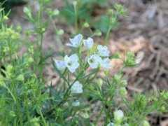 botanic.jp Tidori