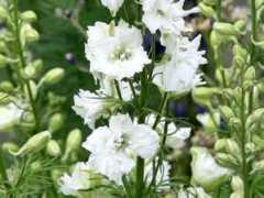 botanic.jp Tidori