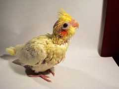 Tiel