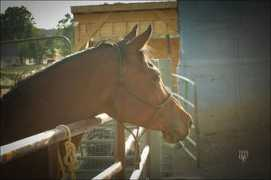 springcreekhorserescue.org Tiela