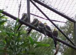 lobsterdevil.com Tiels