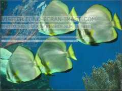 fond-ecran-image.com Tiera