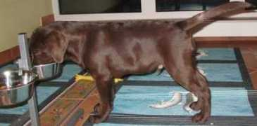tierni.info Tierni