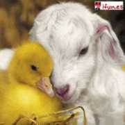 ifun.es Tiernos