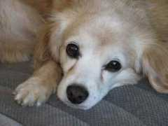 preciouspawsrescue.com Tiese