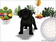 foopets.com Tiesen