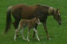 mountainhorseeurope.com Tifene