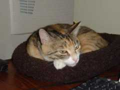 objectstart.com Tiffie