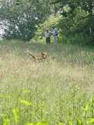 segundogs.co.uk Tiffon