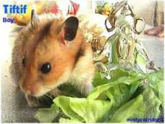 dehamster.nl Tiftif