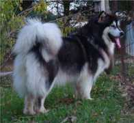 alaskanmalamute.us Tigan