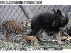 barnorama.com Tigar