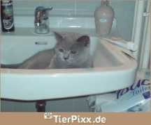 tierpixx.de Tigerin