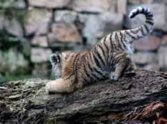 foto.oho.lv Tigeris