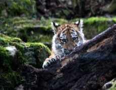 foto.oho.lv Tigeris