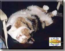 catoftheday.com Tiglet