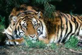 Tigre