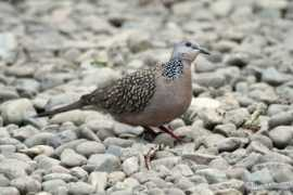 oiseaux.net Tigrine