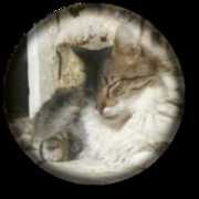 maisondelespoir.free.fr Tigroo