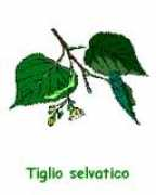 Tigse