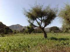 panoramio.com Tihama