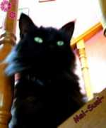 petflog.com Tihare