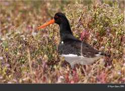 kazimcapaci.com Tiknaz