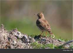 kazimcapaci.com Tiknaz