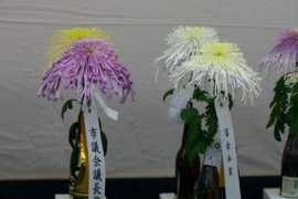 Tikou