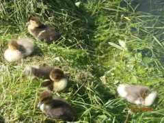 ceskatelevize.cz Tikovska