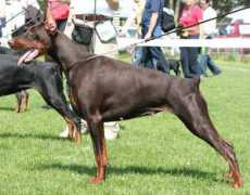 dobermann-review.com Tikrai