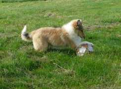 naeturcollie.com Tikur