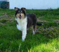 naeturcollie.com Tikur