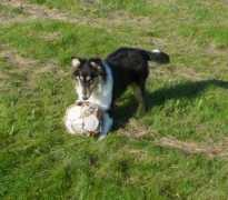 naeturcollie.com Tikur