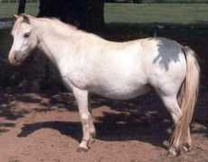 nerwynponies.co.uk Tilia