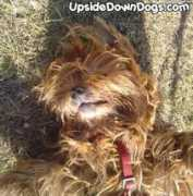 upsidedowndogs.com Tillak