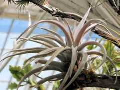 botanic.jp Tillan