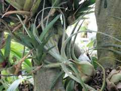 botanic.jp Tillan