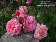 ww.justourpictures.com Tillier
