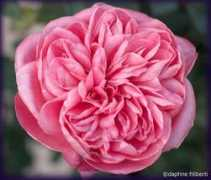 rosegathering.com Tillier