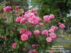 justourpictures.com Tillier