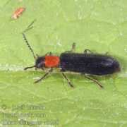 Tillus