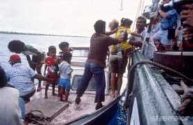 greenpeace.org Timajo